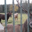 Chodovsk Hu,